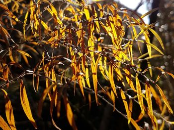 Close-up of yellow plants