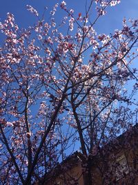 Low angle view of cherry blossoms against sky