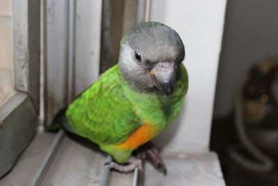 Close-up of parrot perching