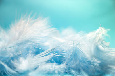 Close-up of feather on plant