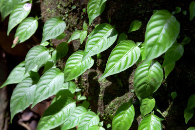 Close-up of fresh green leaves
