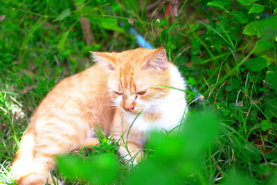 Cat resting on a field