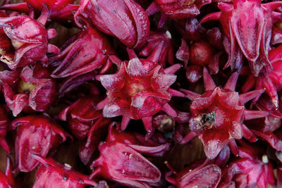 Full frame shot of wet pink flowers