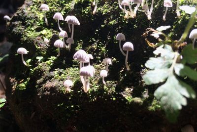 Close-up of flowers growing outdoors