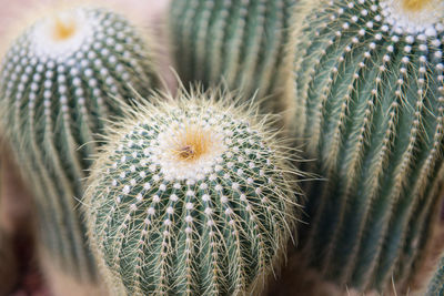 Close-up of succulent plant