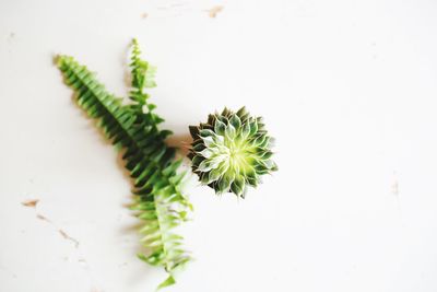 Close-up of green leaves