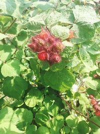 Close-up of berries growing on tree