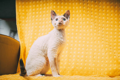 Cat sitting on sofa at home