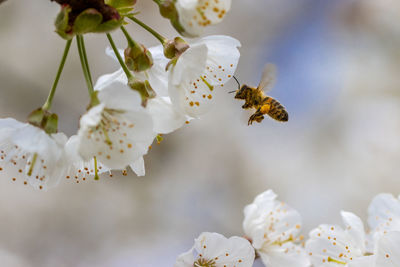 Close-up of bee on white flower