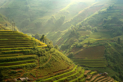 Scenic view of terraced fields