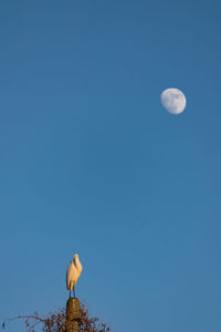 Bird perching on blue sky