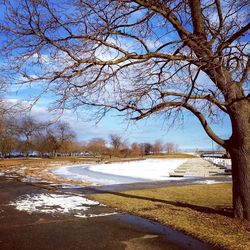 Bare trees by calm lake