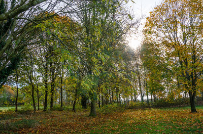 Trees in forest during autumn