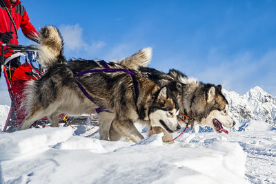 Dogs on snow