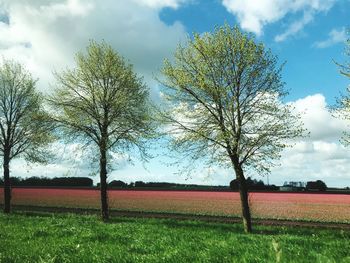 Trees on field against sky