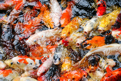 View of koi fish in sea