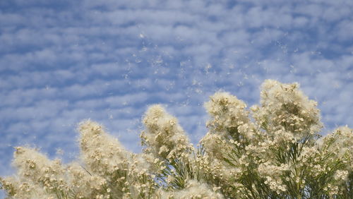 Low angle view of flowering plants against sky