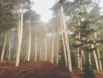 Trees in forest