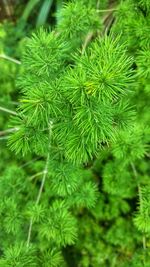 Close-up of pine tree