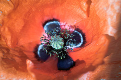 Macro shot of orange flower