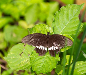 Close-up of butterfly pollinating on plant