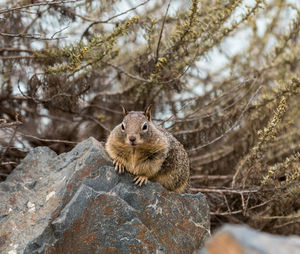 Close-up of squirrel on rock