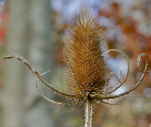 Close-up of dried plant