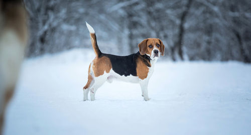 Dog standing on field during winter