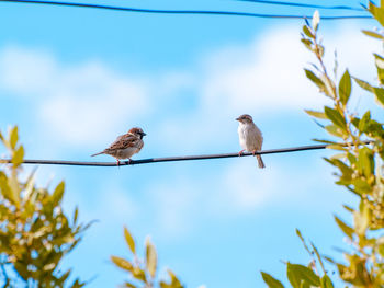 Low angle view of birds perching on cable against sky