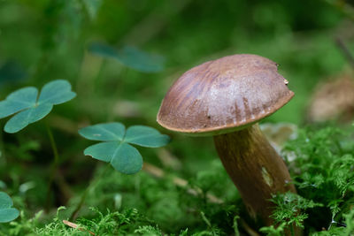 Close-up of mushroom