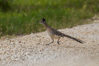 Close-up of bird on land