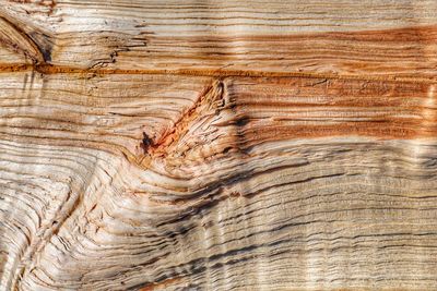 Full frame shot of tree trunk