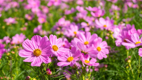 Close-up of pink flowering plants on field