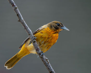 Close-up of bird perching on twig