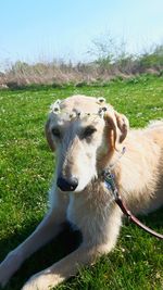 Portrait of dog on field against sky