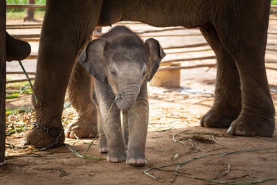 View of elephant in zoo