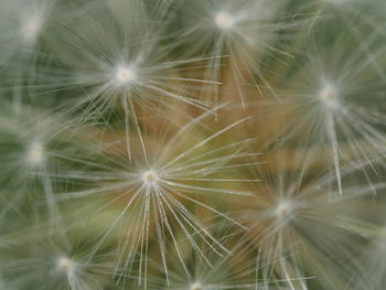 Close-up of dandelion against sunlight