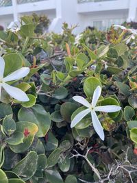 plant