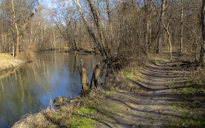 Scenic view of lake in forest