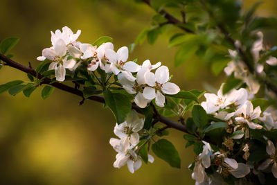Close-up of white flowers blooming on tree