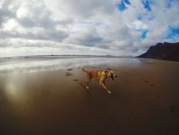 Dog on shore against sky