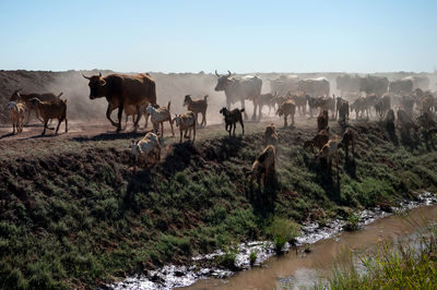 Cows and goats walking on field against clear sky