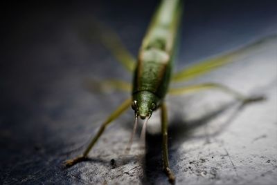 Close-up of grasshopper on the ground