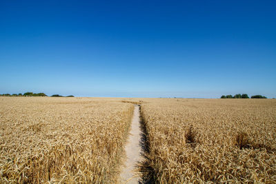 Scenic view of field against clear blue sky