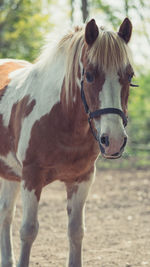 Close-up portrait of horse standing on field