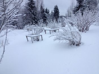 Bare trees on snow covered field