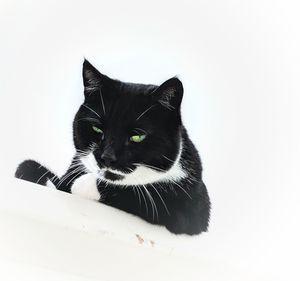 Close-up portrait of cat against white background