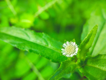 Close-up of flower blooming outdoors