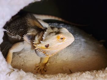 Adult female bearded dragon