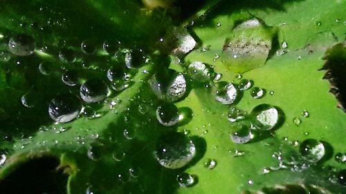 Close-up of water drops on leaves